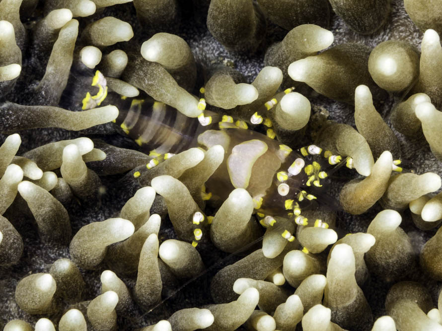 Pliopontonia furtiva 